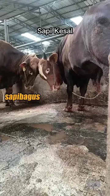 Sapi-Kesal---Sapi-Sayang